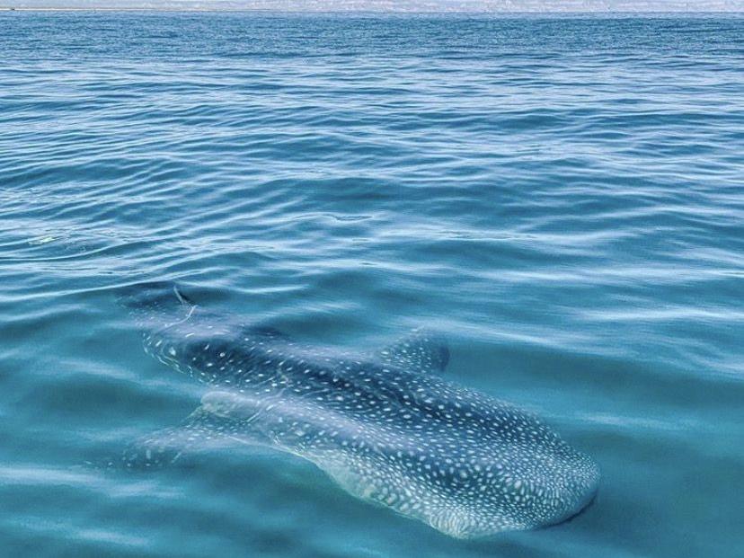Whale shark in the Sea of Cortez near La Paz